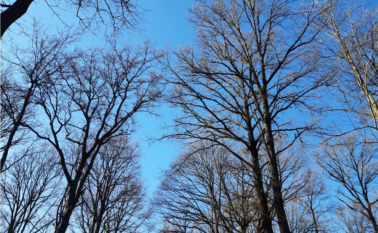 vue-foret-hiver-chenes-ciel-bleu