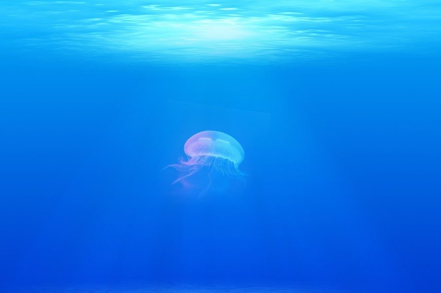 meduse-dans-ocean-bleu-illustration-pretexte